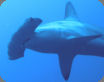 Maximize Hammerhead Shark