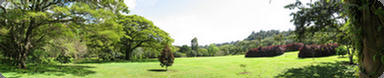 Meadow at the McBryde Garden on Kaua'i, Hawaii (2008)