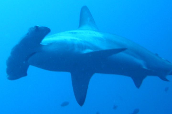 Minimize Hammerhead Shark