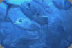 Cocos Island